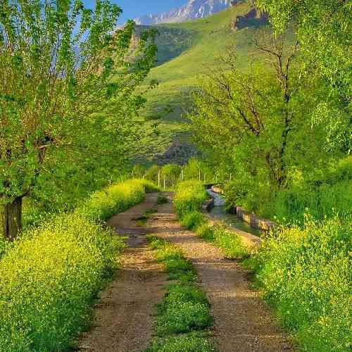 محمد اسدیان وفا کردم بی وفایی دیدم تلخی عشقو